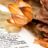 7 façons dont la nature révèle la fidélité de Dieu en automne (avec versets bibliques)
